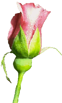 red rose