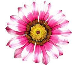 flower1