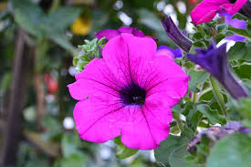 flower2