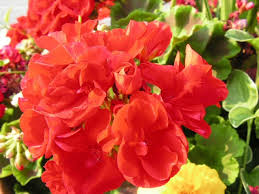 flower3
